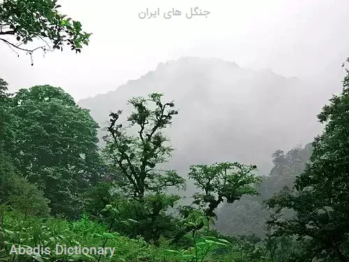 جنگل های ایران